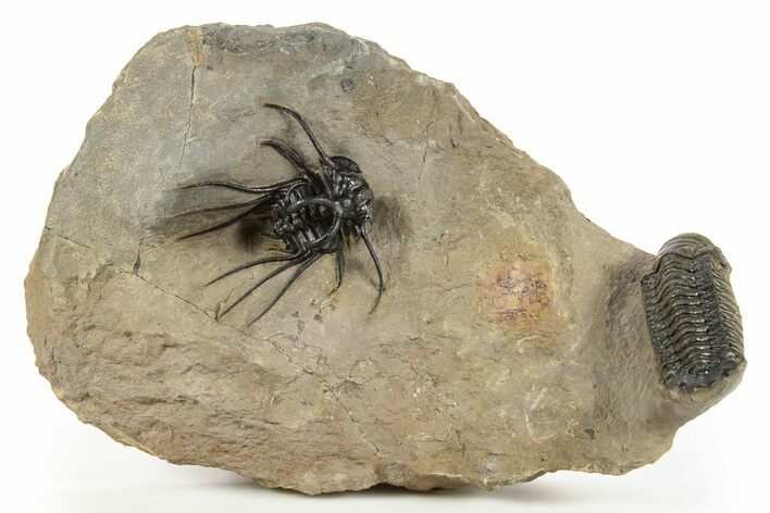 Spiny Dicranurus Trilobite With Crotalocephalina #312742